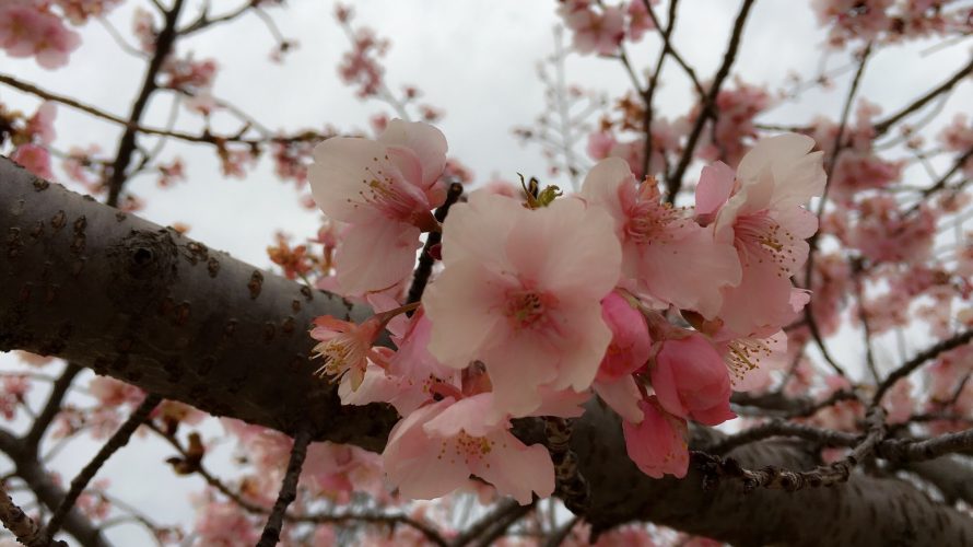 お花見したいな